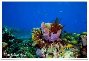 éponge et corail Natiyabel