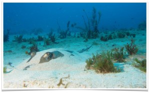 raie pastenague Natiyabel