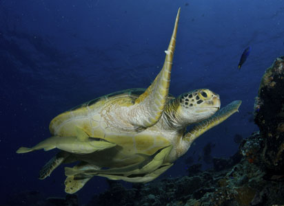 remoras-sous-tortues